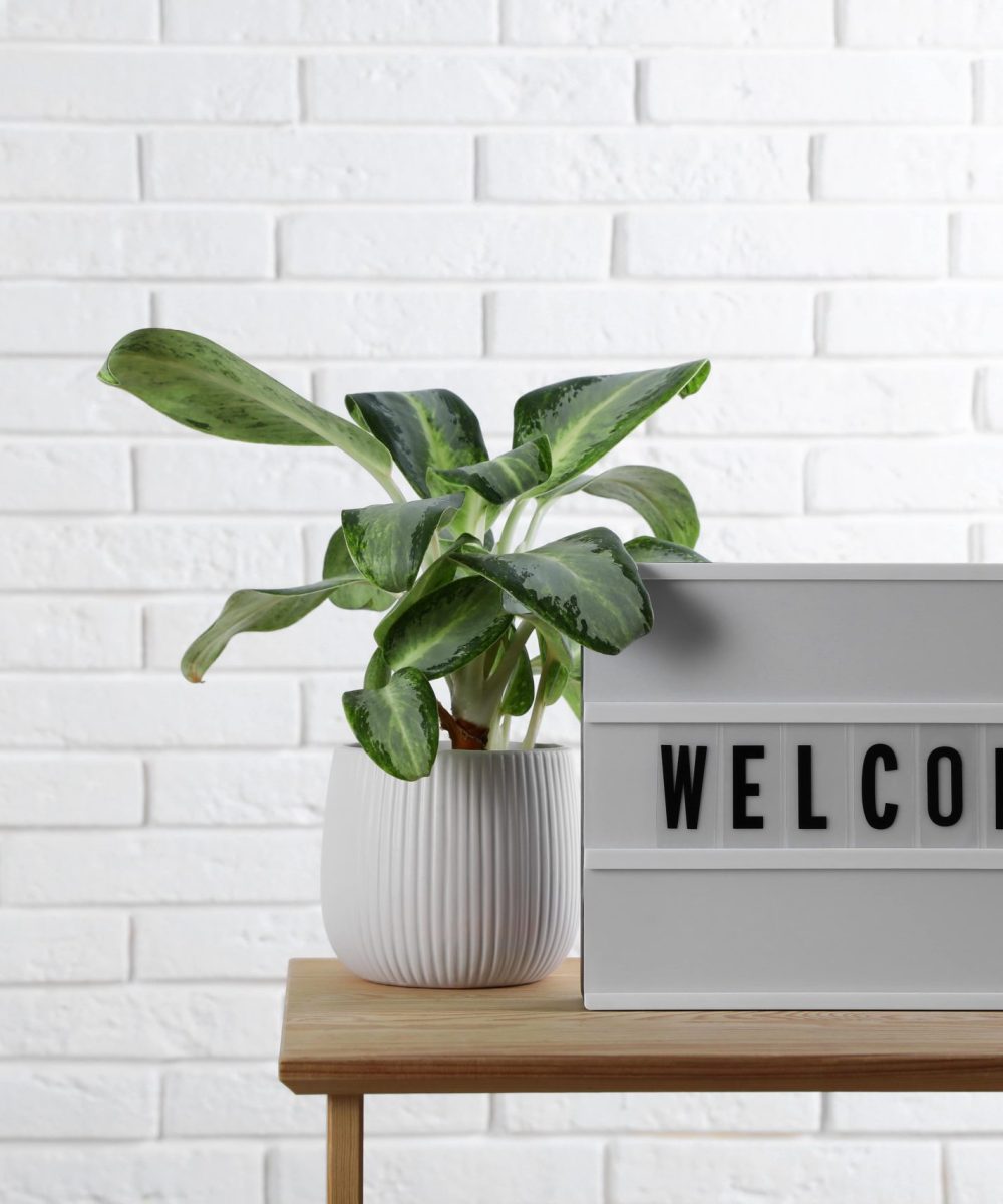 lightbox-with-word-welcome-near-houseplant-wooden-table-space-text-min
